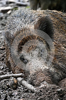 Wild boar wallows in the mud in the forest