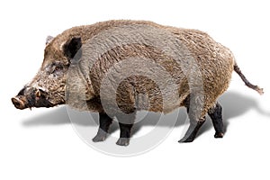 Wild boar on white