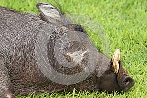 Wild boar, wild animal, foraging aroundï¼Œsleep