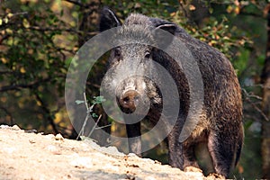 Wild boar or Wild hog (Sus scrofa)