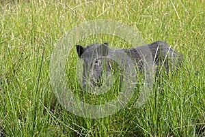Wild Boar or Wild Pig or Wild Swine Sus scrofa in grass