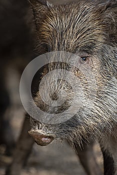 Wild boar in  wildlife animal in Pakistan