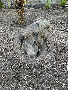 Wild boar in Wildpark Gangelt