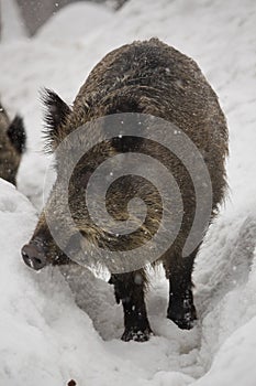 Wild boar in winter