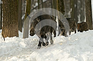 Wild boar in winter