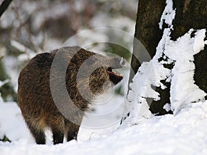 Wild boar in winter