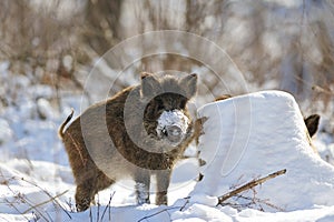 Wild boar in winter