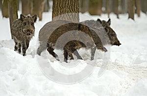 Wild boar in winter