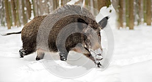 Wild boar in winter