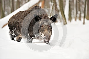 Wild boar in winter