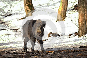 Wild boar at winter feeder