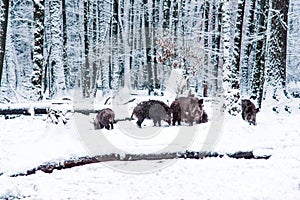 Wild boar in the winter forest.