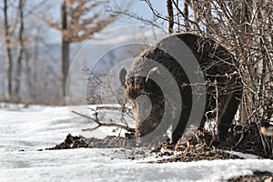Wild boar in winter