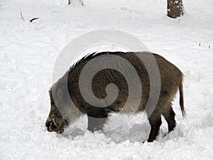 Wild boar in winter forest