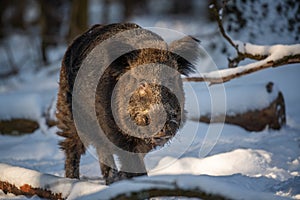Wild boar in winter forest. Animal in nature habitat. Big mammal. Wildlife scene