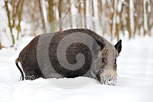 Wild boar