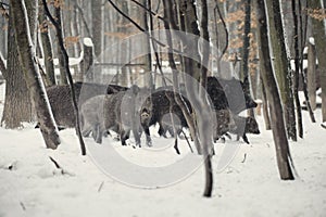 wild boar in the winter frosty forest with snow