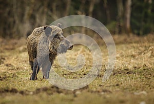 Wild boar in winter meadow