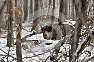 Wild boar in winter