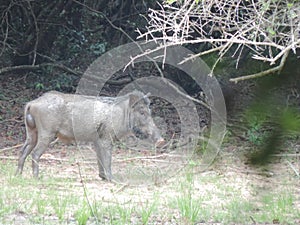 A wild boar in Yala National Park, Sri Lanka