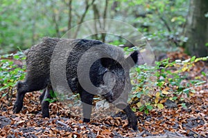 Wild boar young animal foraging in autumn forest