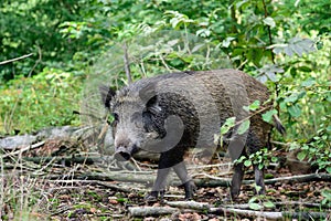 Wild boar young animal looking for food in the forest