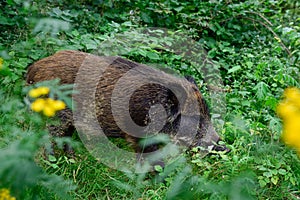 Wild boar young animal looking for food in the forest