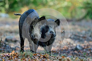 Wild boar young animals foraging in autumn forest