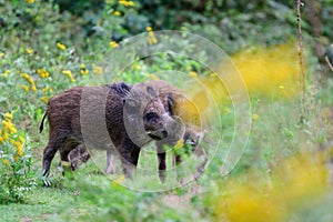 Wild boar young animals having a dispute in the forest