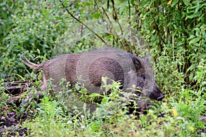 Wild boar young animals looking for food in the forest
