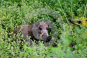 Wild boar young animals looking for food in the forest