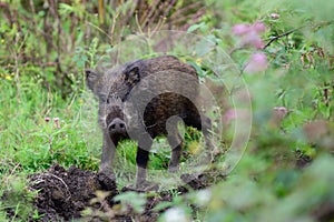 Wild boar young animals looking for food in the forest