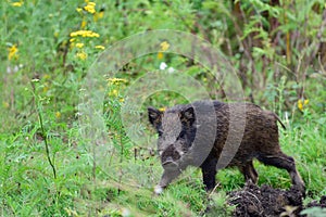 Wild boar young animals looking for food in the forest