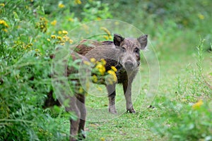 Wild boar young animals looking for food in the forest