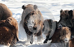 Wild boar with young baby boar