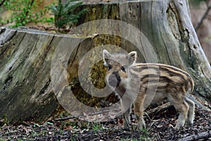 Wild boar, young boar