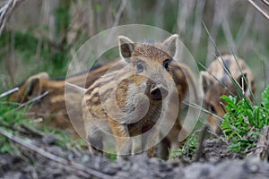 Wild boar, young boar