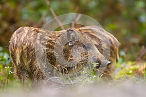 Wild boar young in long grass