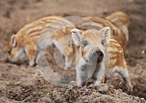 Wild boar