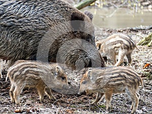 Wild Boar with young wildlife