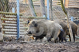 Wild boar with youngsters. Animal in the forest.