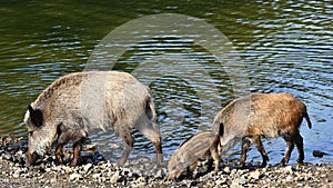 Wild boar with youngsters. Animal in the forest.