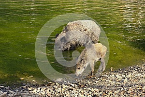 Wild boar with youngsters. Animal in the forest.