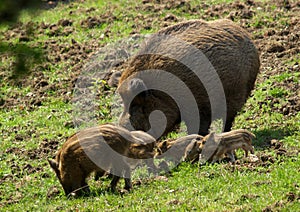 Wild boars