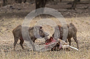 Wild Boars on a Deer Kill in Ranthambhore National Park