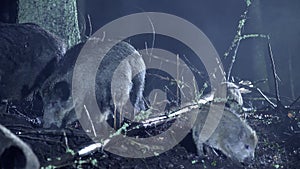 Wild boars of different ages, Sus scrofa, forage in the forest on a cold autumn night. Survival in the wild.