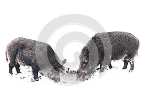 Wild boars drink water in the winter