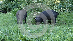 Wild boars eat in garden