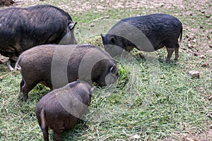 Wild boars eating