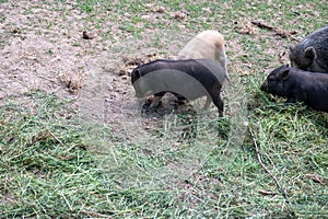 Wild boars eating